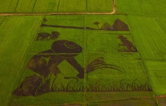 ศิลปะบนนาข้าวเกษตรอินทรีย์